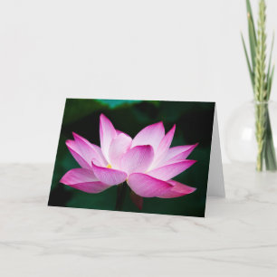Rosa Lotus-Blume Karte