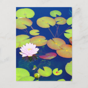 Rosa Lotus-Blume mit Lilienpolstern auf dem Teich Postkarte