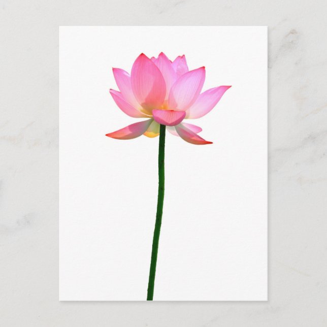Rosa Lotus-Blume Postkarte (Vorderseite)