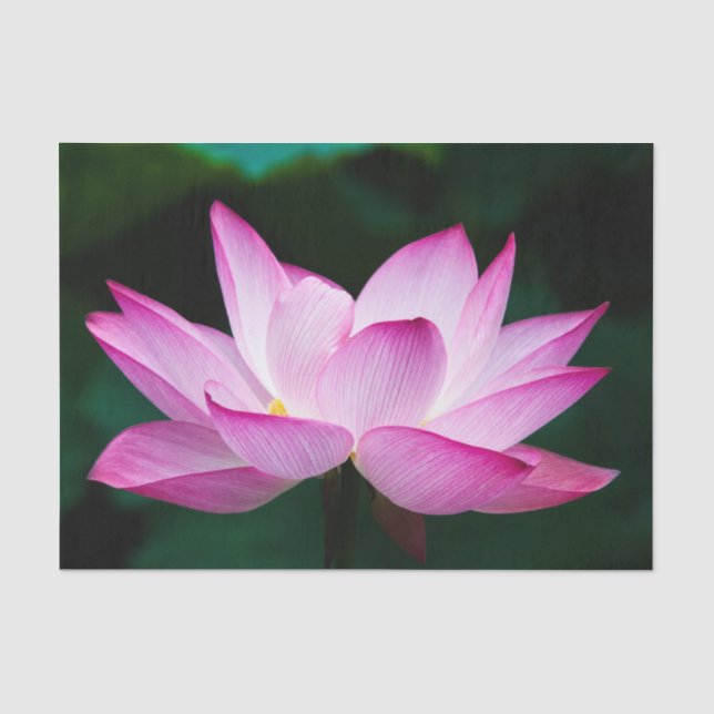 Rosa Lotus-Blume Seidenpapier (Vorderseite)