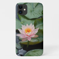 Rosa Lotus Blume Wasserlilie