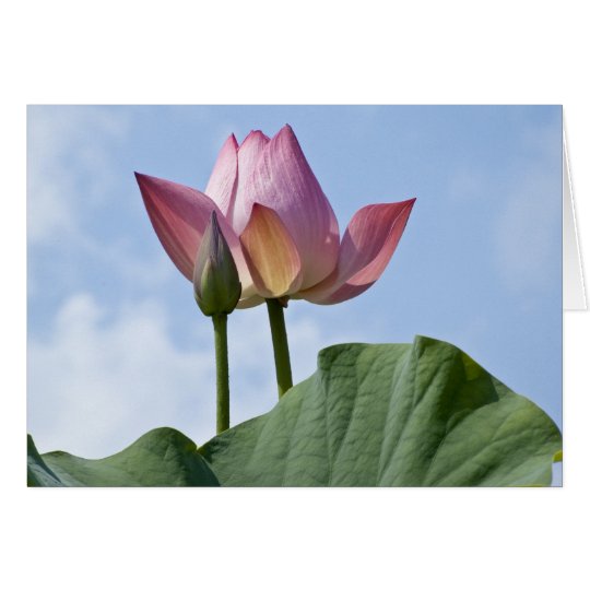 Rosa Lotus danken Ihnen zu kardieren Karte