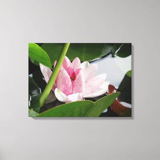Rosa Lotus Fotografie drucken Leinwanddruck (Vorderseite)