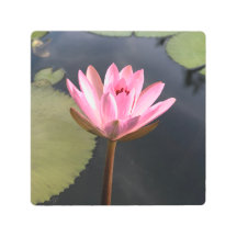 Rosa Lotus im Teich