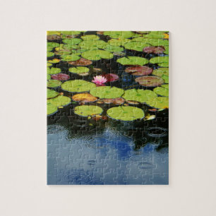 Rosa Lotus in Regen