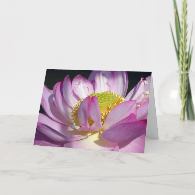 Rosa Lotus Karte (Vorderseite)