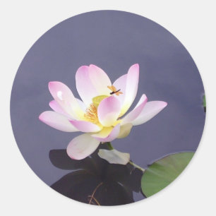 Rosa Lotus mit Drache-Fliege Runder Aufkleber