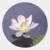 Rosa Lotus mit Drachenfliege