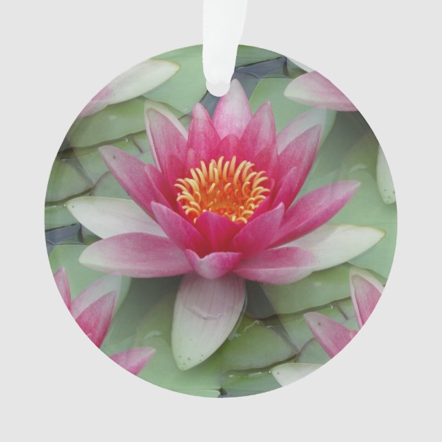 Rosa Lotus Ornament (Vorderseite)