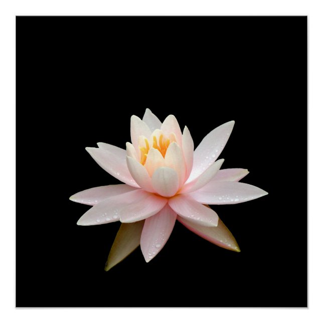 Rosa Lotus Poster (Vorderseite)