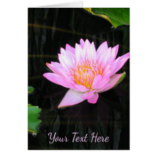 Rosa Lotus-Wasserlilie