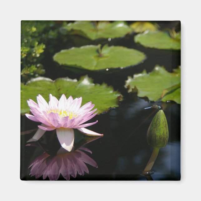 Rosa Lotus-Wasserlilie Dragonfly-Magnet Magnet (Vorne)
