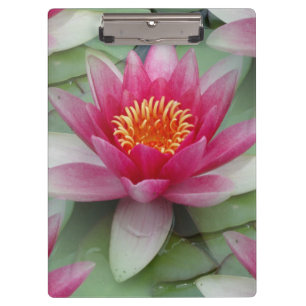 Rosa Lotus Wasserlilie Klemmbrett