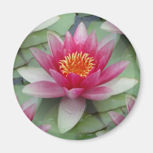 Rosa Lotus Wasserlilie Magnet