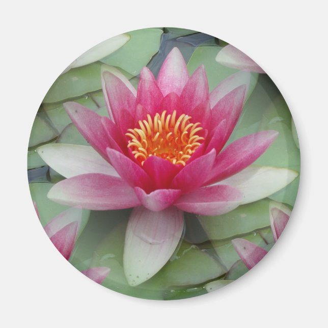 Rosa Lotus Wasserlilie Magnet (Vorne)