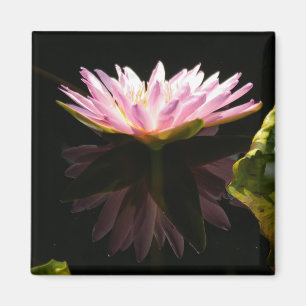 Rosa Lotus-Wasserlilie-Magnet Magnet