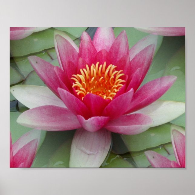 Rosa Lotus Wasserlilie Poster (Vorne)