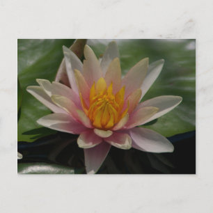 Rosa Lotus-Wasserlilie Postkarte