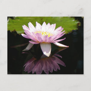 Rosa Lotus-Wasserlilie Postkarte