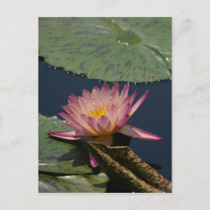 Rosa Lotus-Wasserlilie Postkarte