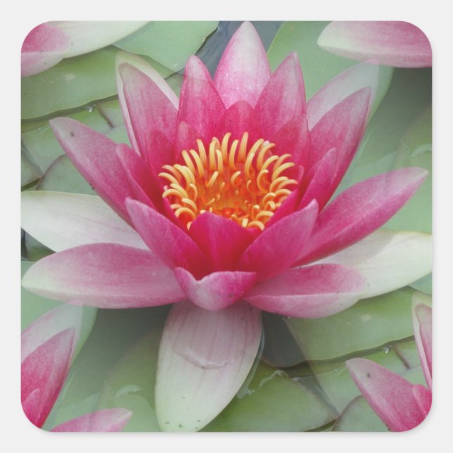 Rosa Lotus Wasserlilie Quadratischer Aufkleber (Vorderseite)