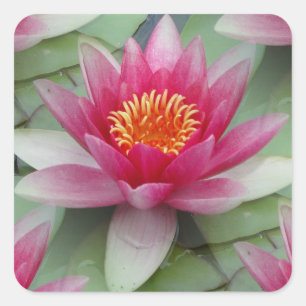 Rosa Lotus Wasserlilie Quadratischer Aufkleber
