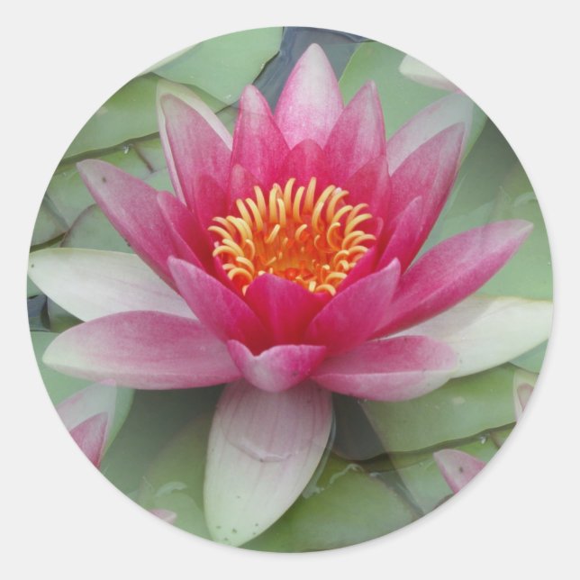 Rosa Lotus Wasserlilie Runder Aufkleber (Vorderseite)