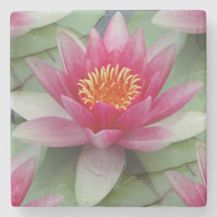 Rosa Lotus Wasserlilie Steinuntersetzer