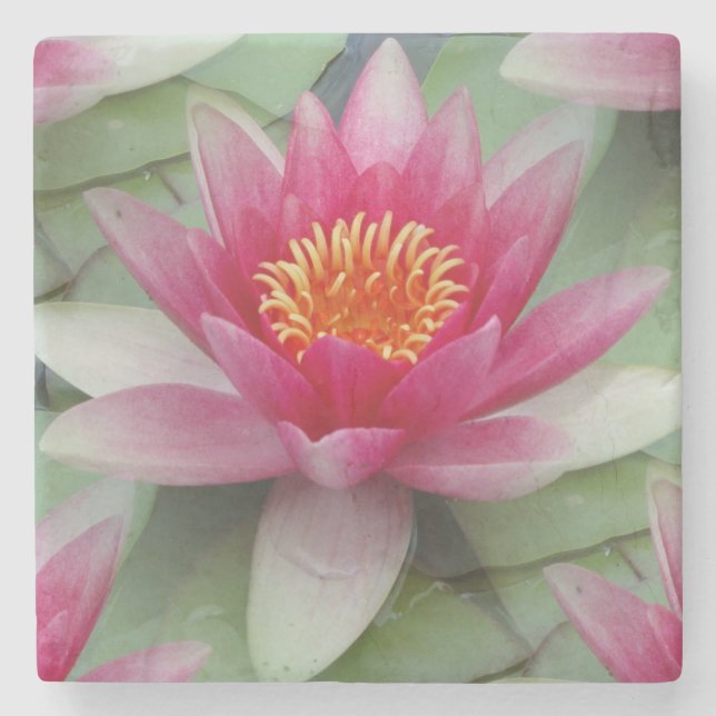 Rosa Lotus Wasserlilie Steinuntersetzer (Vorderseite)
