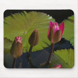 Rosa Lotus-Wasserlilien Maus-Pad Mousepad