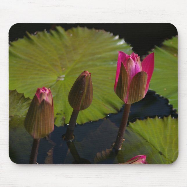Rosa Lotus-Wasserlilien Maus-Pad Mousepad (Vorne)