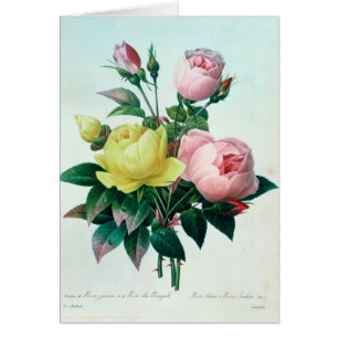 Rosa Lutea et Rosa indica