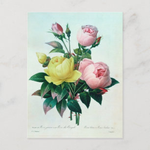 Rosa Lutea und Rosa Indica Postkarte