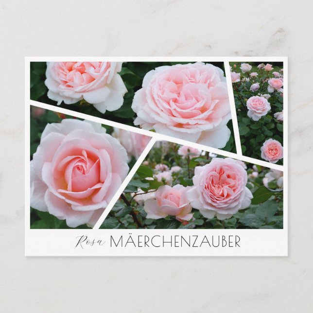 Rosa Mäerchenzauber Postkarte (Vorderseite)