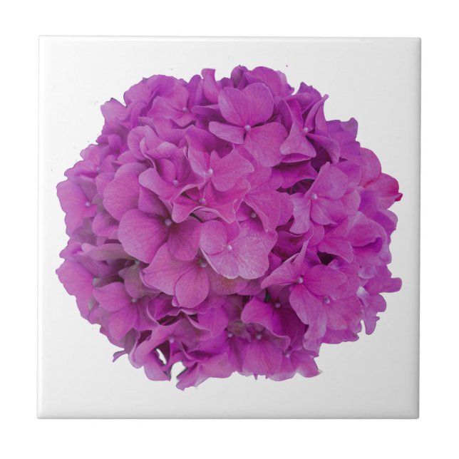Rosa Magenta-Hydrangeas-Rose Fliese (Vorderseite)
