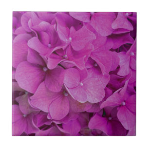 Rosa Magenta-Hydrangeas-Rose Fliese