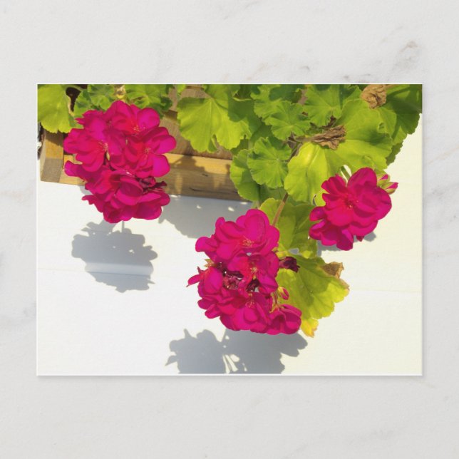 Rosa Magenta Rosa Blume Postkarte (Vorderseite)