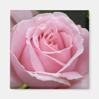 Rosa Magnet