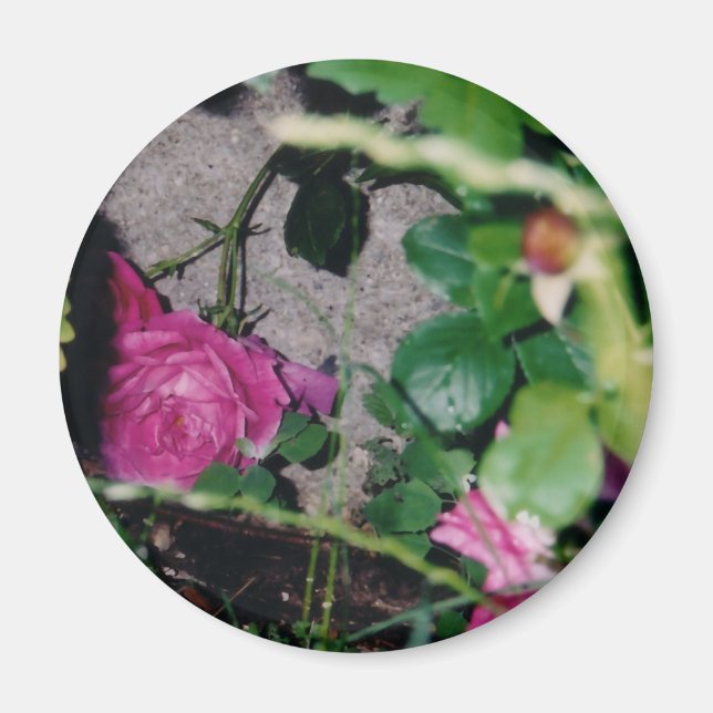 Rosa Magnet (Vorne)