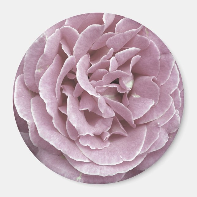 Rosa Magnet (Vorne)