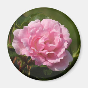 Rosa Magnet