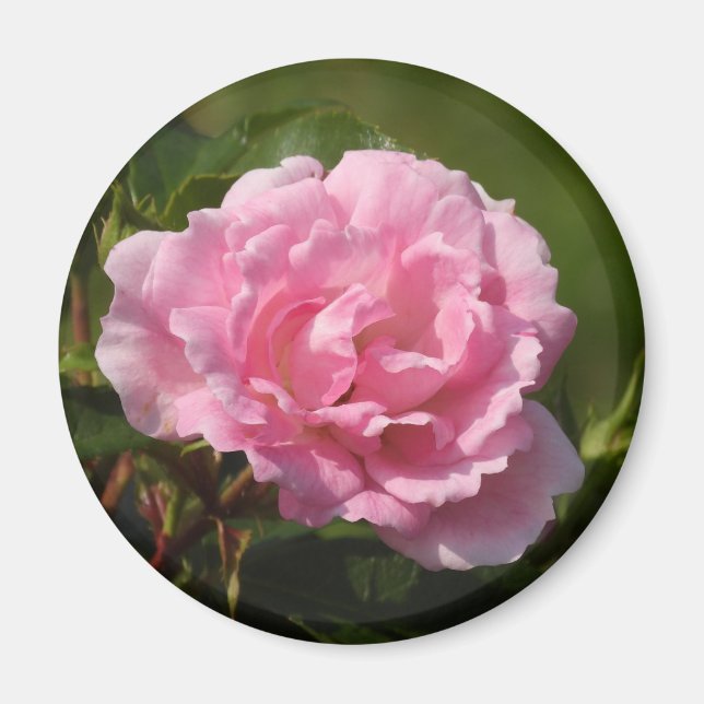 Rosa Magnet (Vorne)