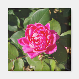 Rosa-Magnet Magnet
