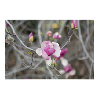 Rosa Magnolia-Blume Fotodruck