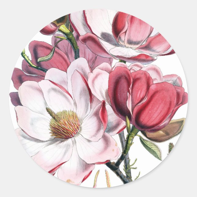 Rosa Magnolia-Blume Runder Aufkleber (Vorderseite)