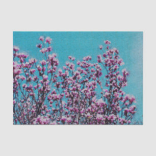 Rosa Magnolia Blüte Blauer Himmel Enttäuschung Seidenpapier