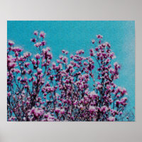 Rosa Magnolia Blüten Blauer Himmel Foto Gemälde