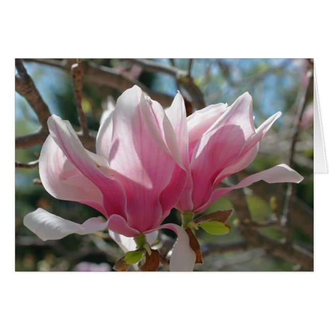 Rosa Magnolie blüht Blumen-Fotografie-Karte (Vorderseite (Horizontal))
