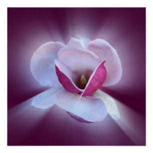 rosa Magnolien-Schattierungen Poster