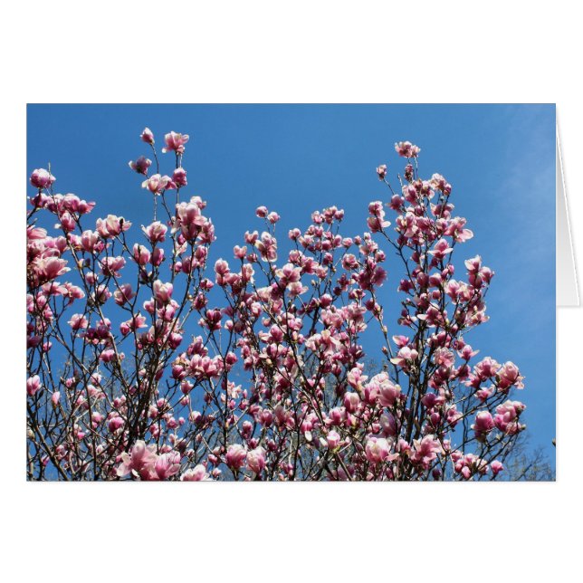 Rosa Magnolienblüten Blaue Himmel Notizkarte (Vorderseite (Horizontal))